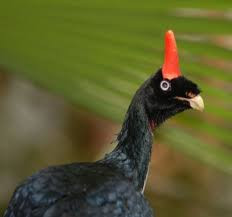 Pavo de Cacho Tour photo 3