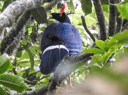 Pavo de Cacho Tour Photo