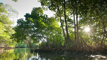 Amazing Mangrove Boat Tour photo 5