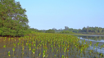 Amazing Mangrove Boat Tour photo 3