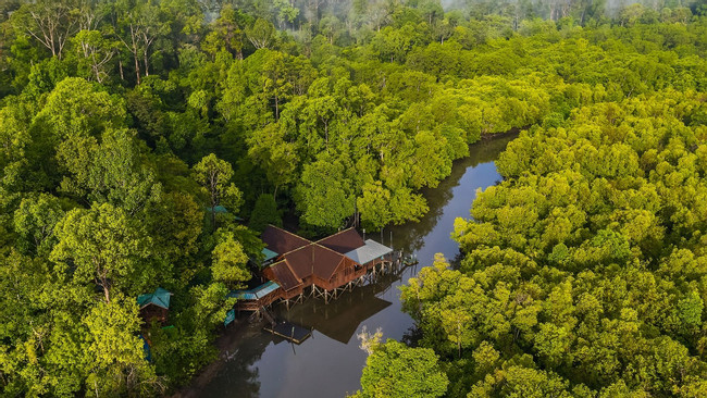 Amazing Mangrove Boat Tour photo