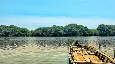 Amazing Mangrove Boat Tour photo 2