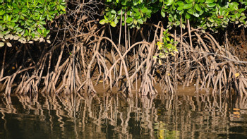 Amazing Mangrove Boat Tour photo 4