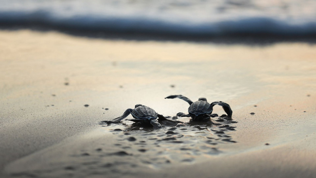 Sea Turtle Release Experience Monterrico Photo