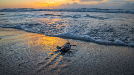 Sea Turtle Release Experience Monterrico