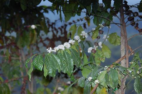 Atitlán Coffee Tour