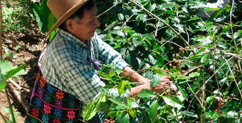 Atitlán Coffee Tour