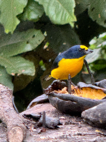 Birding Experience - Reserva del Quetzal photo 2