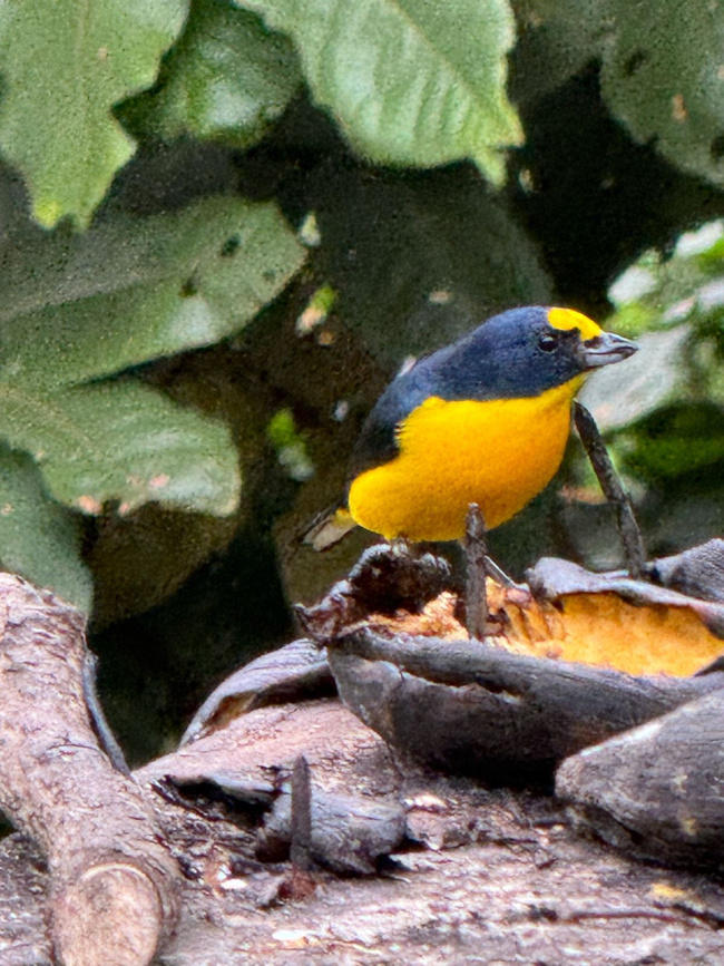 Birding Experience - Reserva del Quetzal Photo