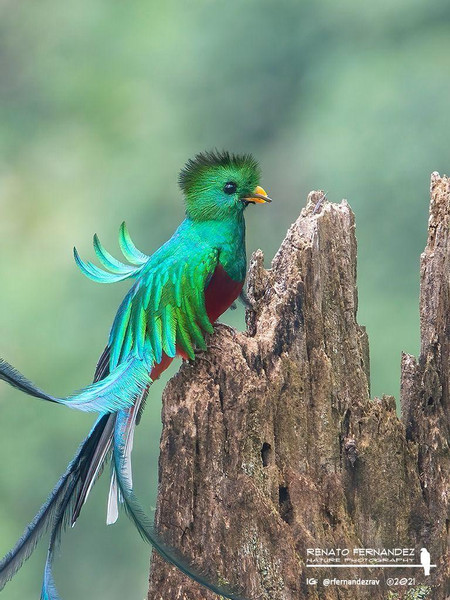 Birding Experience - Reserva del Quetzal photo 3