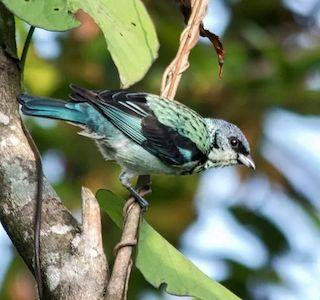 Birding Experience - Reserva del Quetzal photo 4