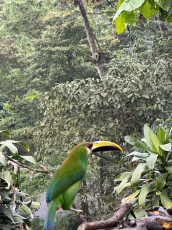 Birding Experience - Reserva del Quetzal photo 5