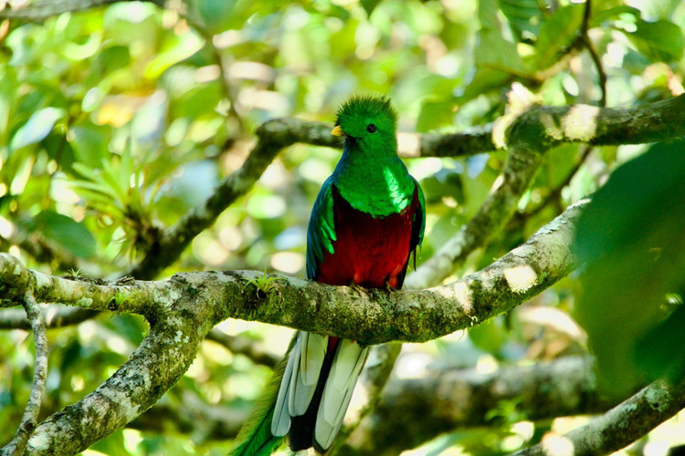 Birding Experience - Reserva del Quetzal