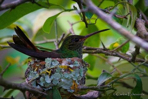 Reserva Patrocinio Guatemala