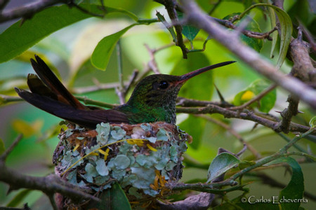 Reserva Patrocinio photo 2