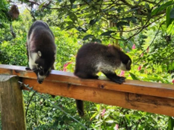 Canopy Extreme Cables Lake Atitlan photo 4