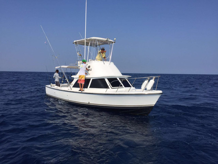 Marine Wildlife
