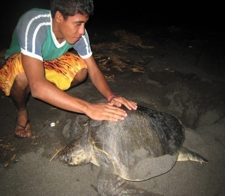 Turtle Nesting