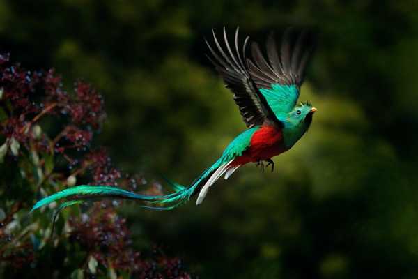 Wow, Did We See Wildlife!, Guatemala