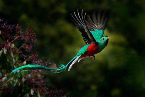 Wow, Did We See Wildlife! Guatemala