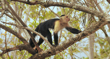 Eco Venao photo 4