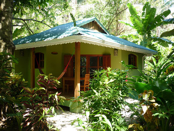 El Pequeño Gecko Verde photo 2