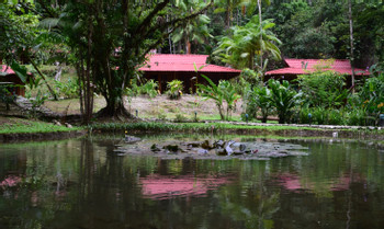 Esquinas Rainforest Lodge photo 4