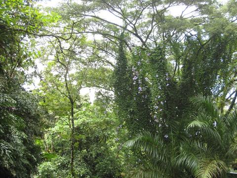 Gaia Hotel and Reserve Costa Rica