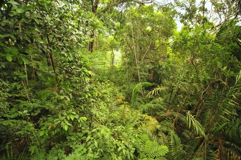 Gamboa Rainforest Resort Panama