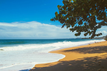 Island Plantation photo 4