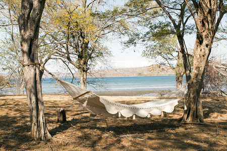 Papagayo Golden Palms