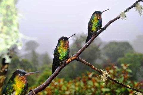 Paraiso Quetzal Lodge Costa Rica