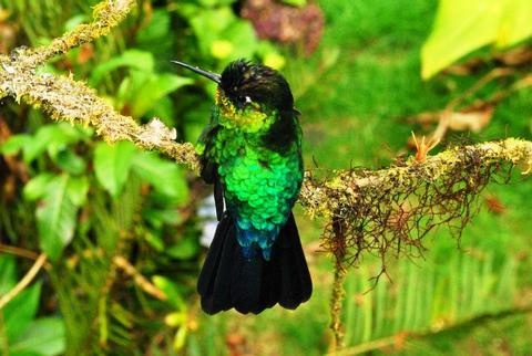 Paraiso Quetzal Lodge Costa Rica