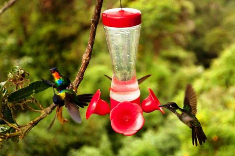 Paraiso Quetzal Lodge Costa Rica