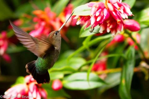 Paraiso Quetzal Lodge Costa Rica