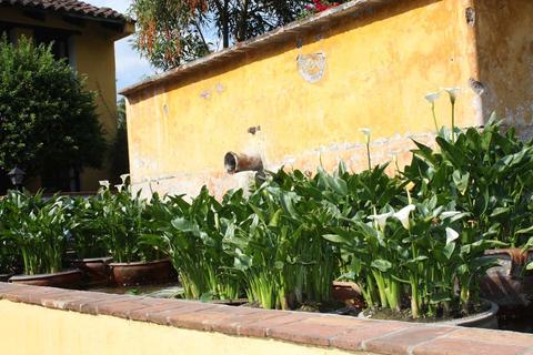 Quinta de Las Flores Guatemala