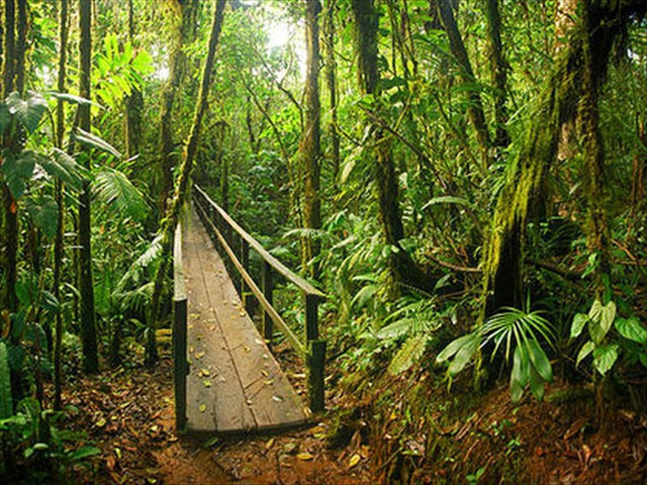 Rara Avis Rainforest Lodge and Reserve - Sarapiquí