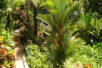 Resort The Falls en Manuel Antonio