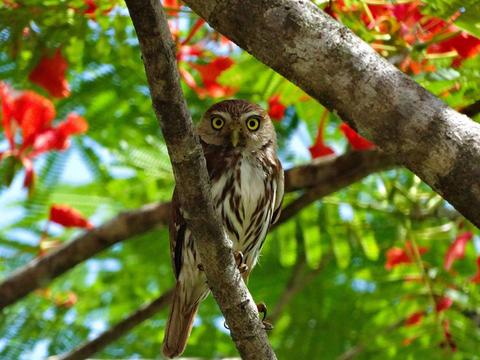 Cassia Hill Resort Belize