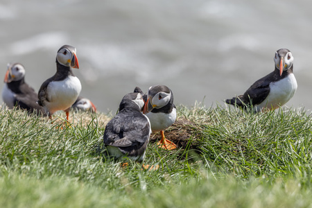 Ingólfshöfði Puffin Tour