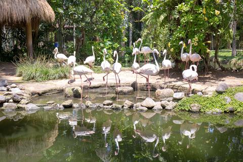 Bali Bird Park Indonesia