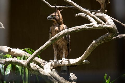 Bali Bird Park Indonesia