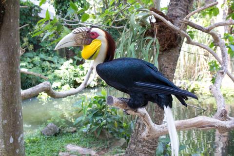 Bali Bird Park Indonesia