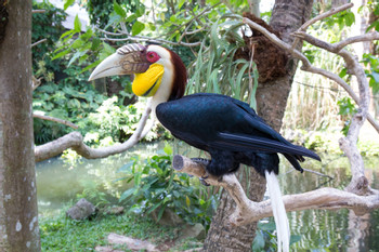 Bali Bird Park photo 2