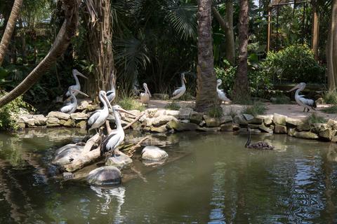 Bali Bird Park Indonesia