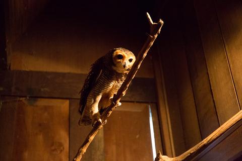 Bali Bird Park Indonesia