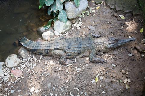 Bali Bird Park Indonesia