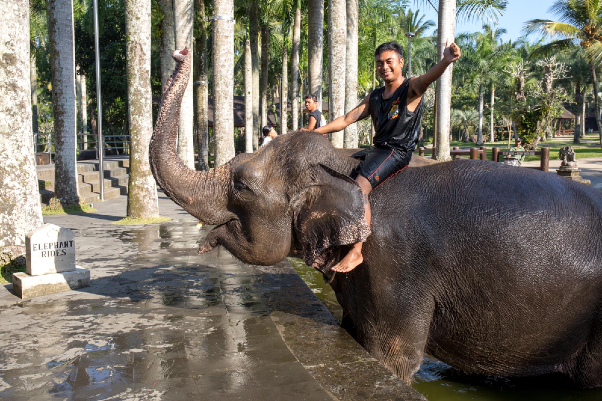 over Kaptajn brie Hændelse, begivenhed Elephant Safari Park Wildlife — Ubud, Indonesia