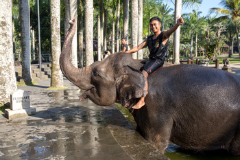 Elephant Safari Park Wildlife — Ubud, Indonesia