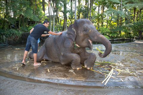 Elephant Safari Park Indonesia